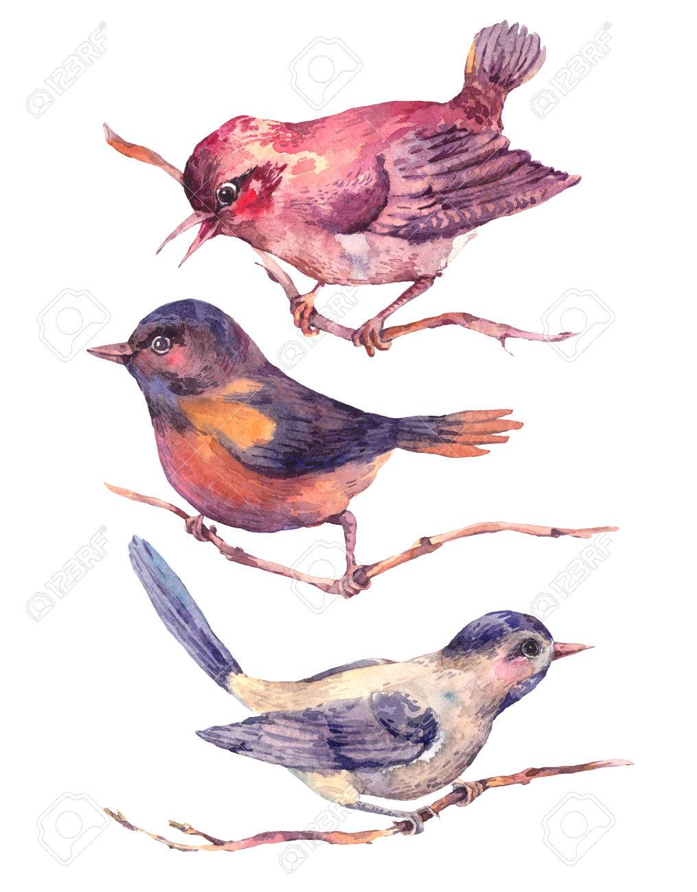 カラフルな水彩絵の具のセット鳥の分離の白い背景、自然の風景、水彩の