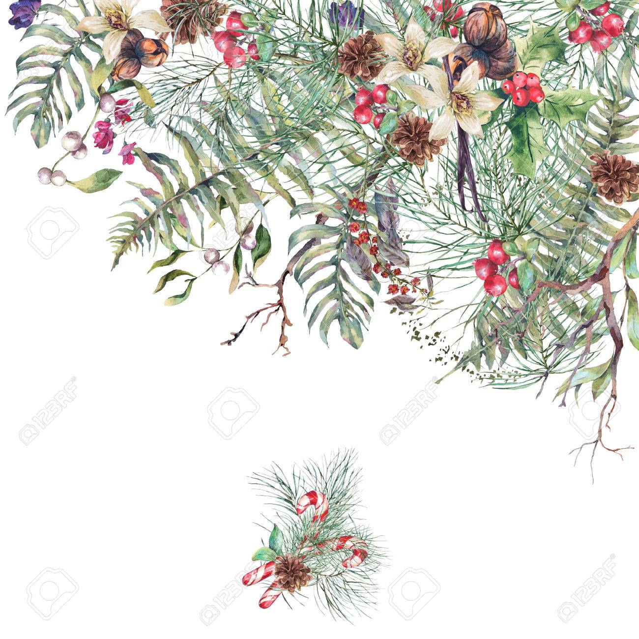 クリスマス ヴィンテージ花グリーティング カード ポインセチア シダの葉 松の枝 正月飾りナット Fir コーン 白い背景に分離された植物の自然な水彩イラスト の写真素材 画像素材 Image