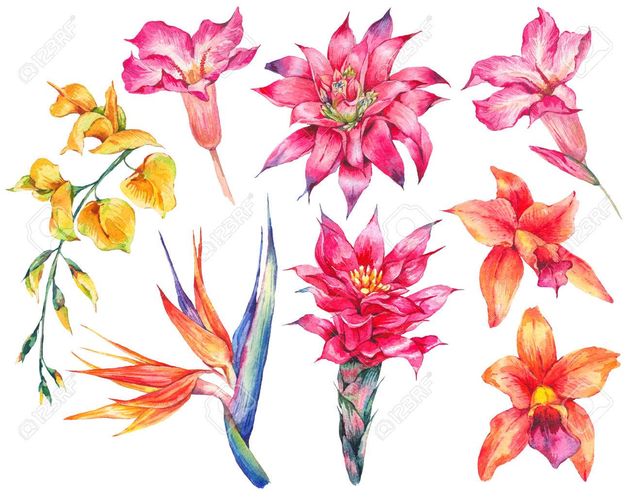 水彩画は ビンテージ花熱帯自然の要素のセット エキゾチックな花は 白い背景で隔離植物の明るいクラシック自然のコレクション の写真素材 画像素材 Image 水彩画は ビンテージ花熱帯自然の要素のセット エキゾチックな花は 白い背景で隔離植物の明るいクラシック自然のコレクション の写真素材 画像素材 Image