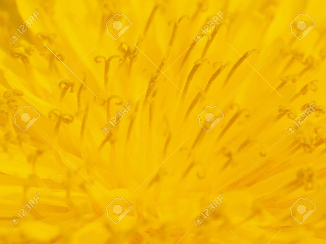 タンポポの花のおしべのマクロ写真 の写真素材 画像素材 Image