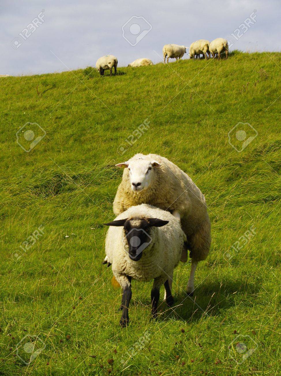 Sheep Mating On Pasture In Northern Germany Stock Photo Picture And Royalty Free Image Image 5639153