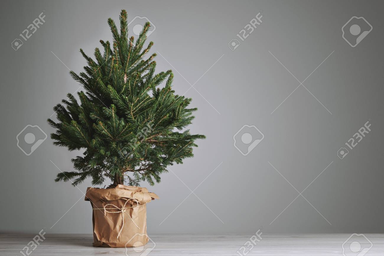 Pretty Bushy Danish Christmas Tree Without Decorations In A Large