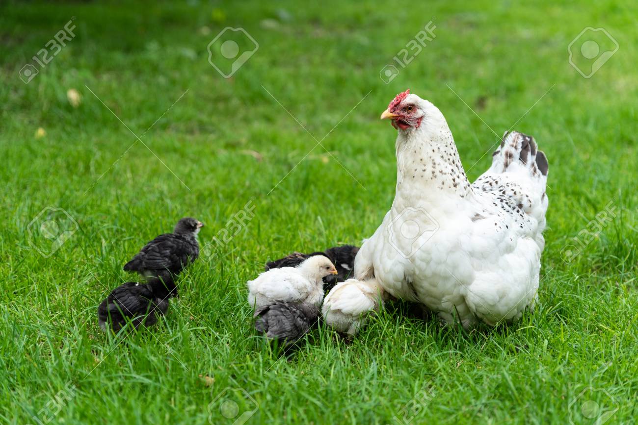 domestic chicken with her chicks in the yard life in the village