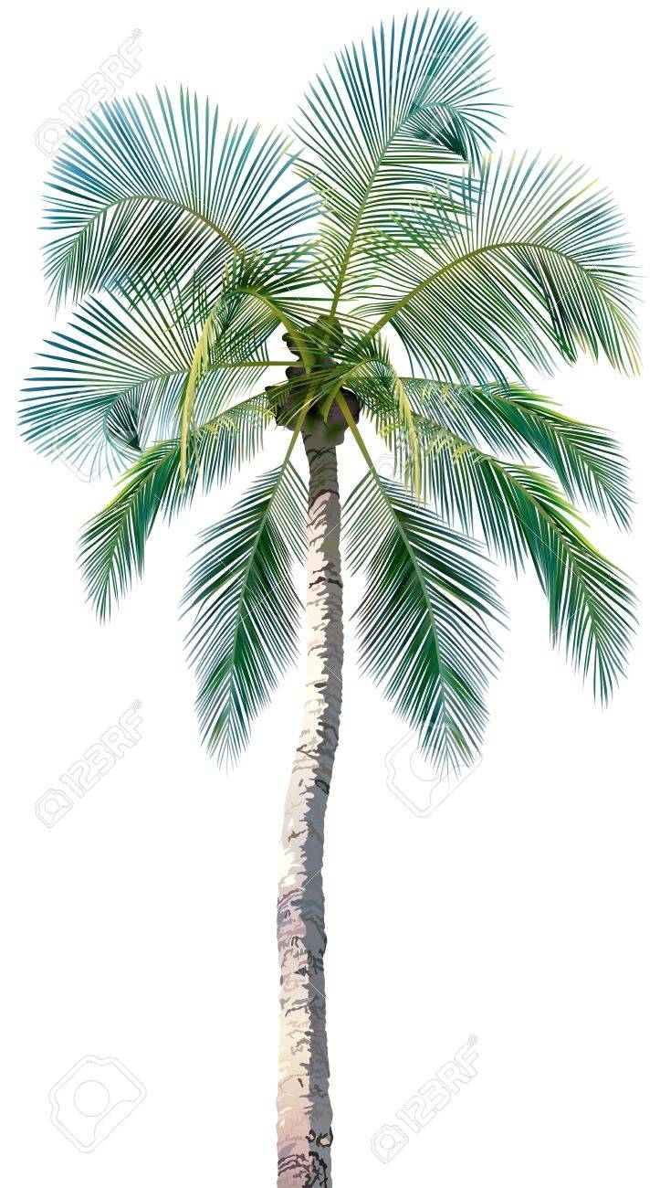 椰子の木の色と詳細なイラスト、ベクトルのイラスト素材・ベクター
