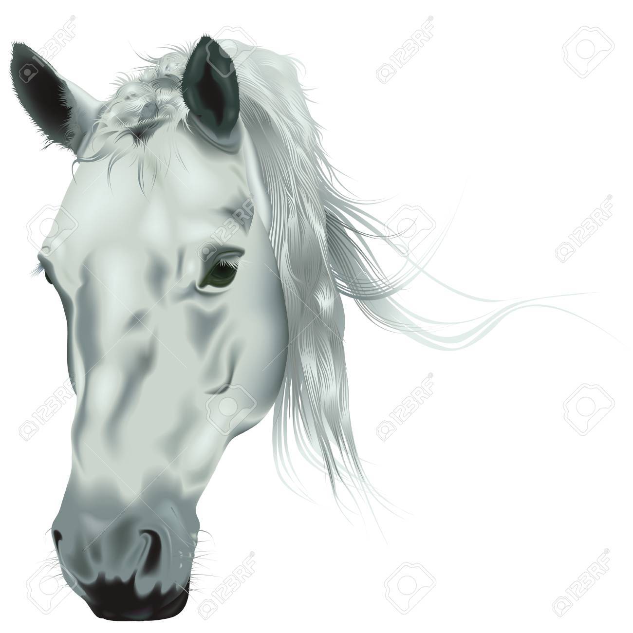 White Horse Head Colored Realistic Illustration Vector Royalty Free Cliparts Vectors And Stock Illustration Image 87181601 Horse head | horse head by midnightfoal on deviantart. white horse head colored realistic illustration vector