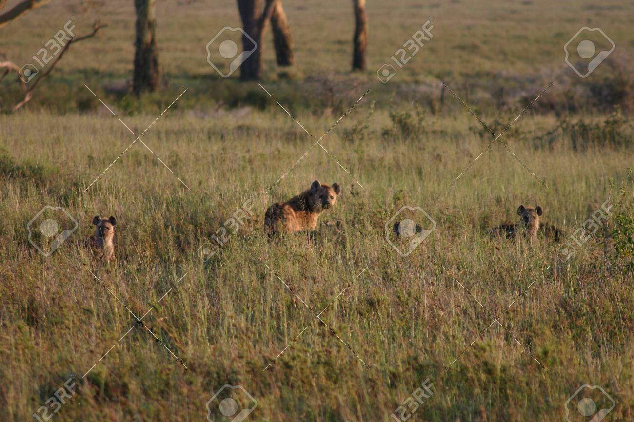 ハイエナ ケニア アフリカ サバンナ野生動物哺乳類 の写真素材 画像素材 Image ハイエナ ケニア アフリカ サバンナ野生動物哺乳類 の写真素材 画像素材 Image