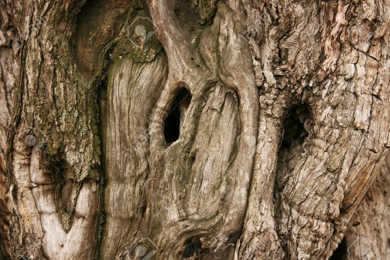 Высокое дерево с дуплом. Дупло древесины. Дупло суки. Дерево с дуплом. Дерево с дуплом.