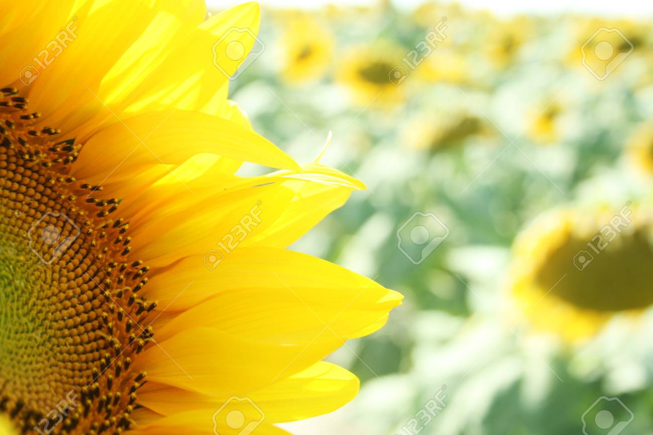 ひまわりの壁紙 の写真素材 画像素材 Image