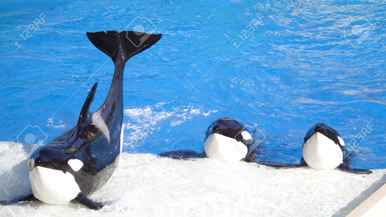 3 つのシャチのシャチを実行します の写真素材 画像素材 Image