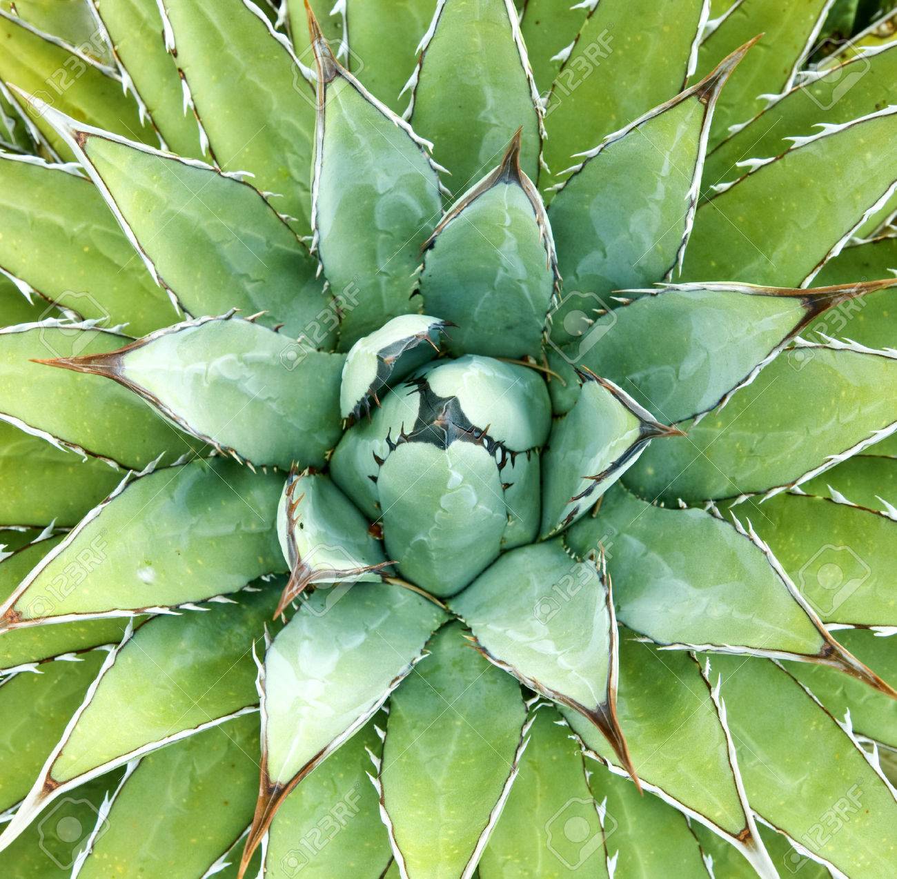 TÌNH YÊU CÂY CỎ ĐV4 - Page 21 24749889-agave-agave-arizonica-plant
