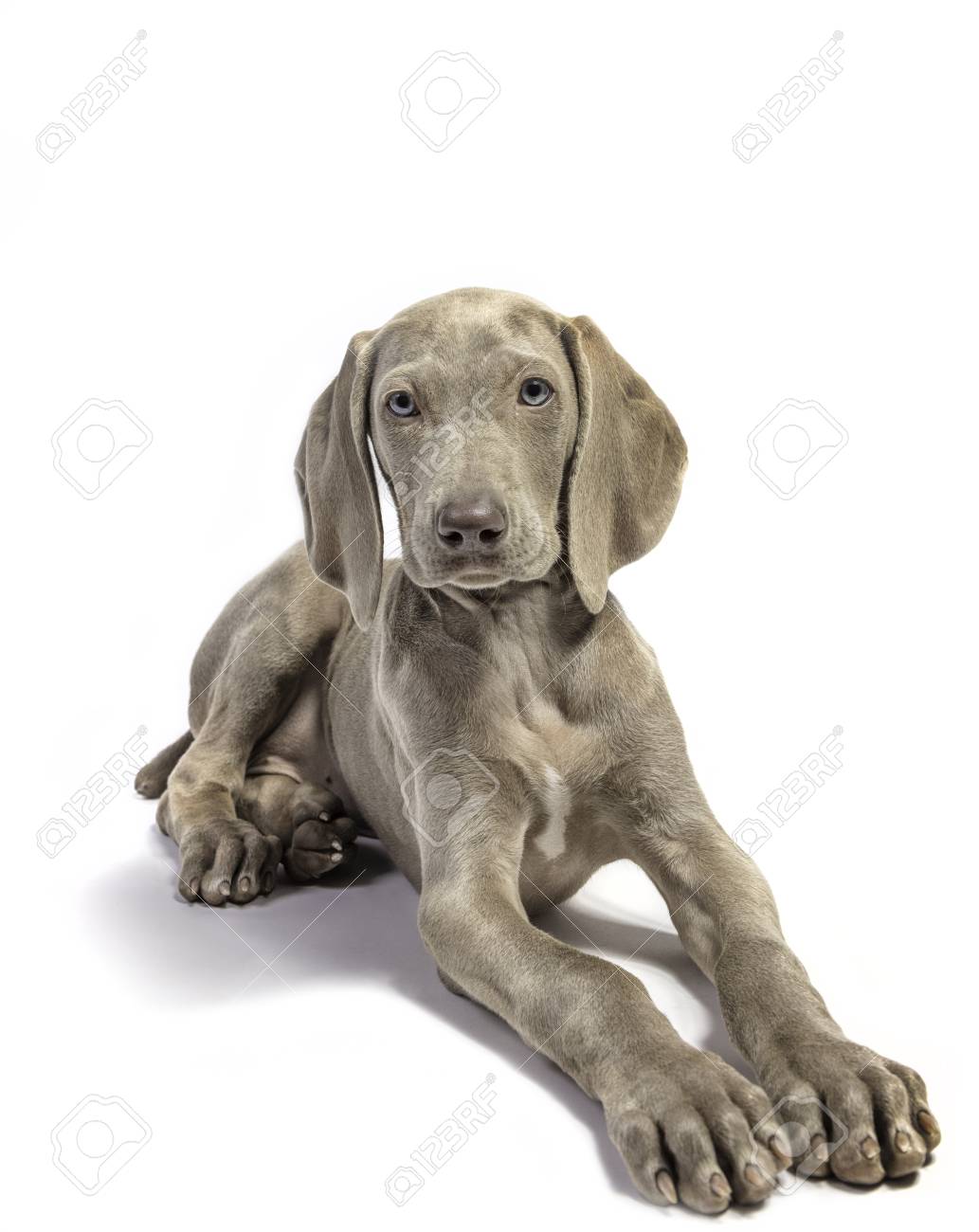 white weimaraner