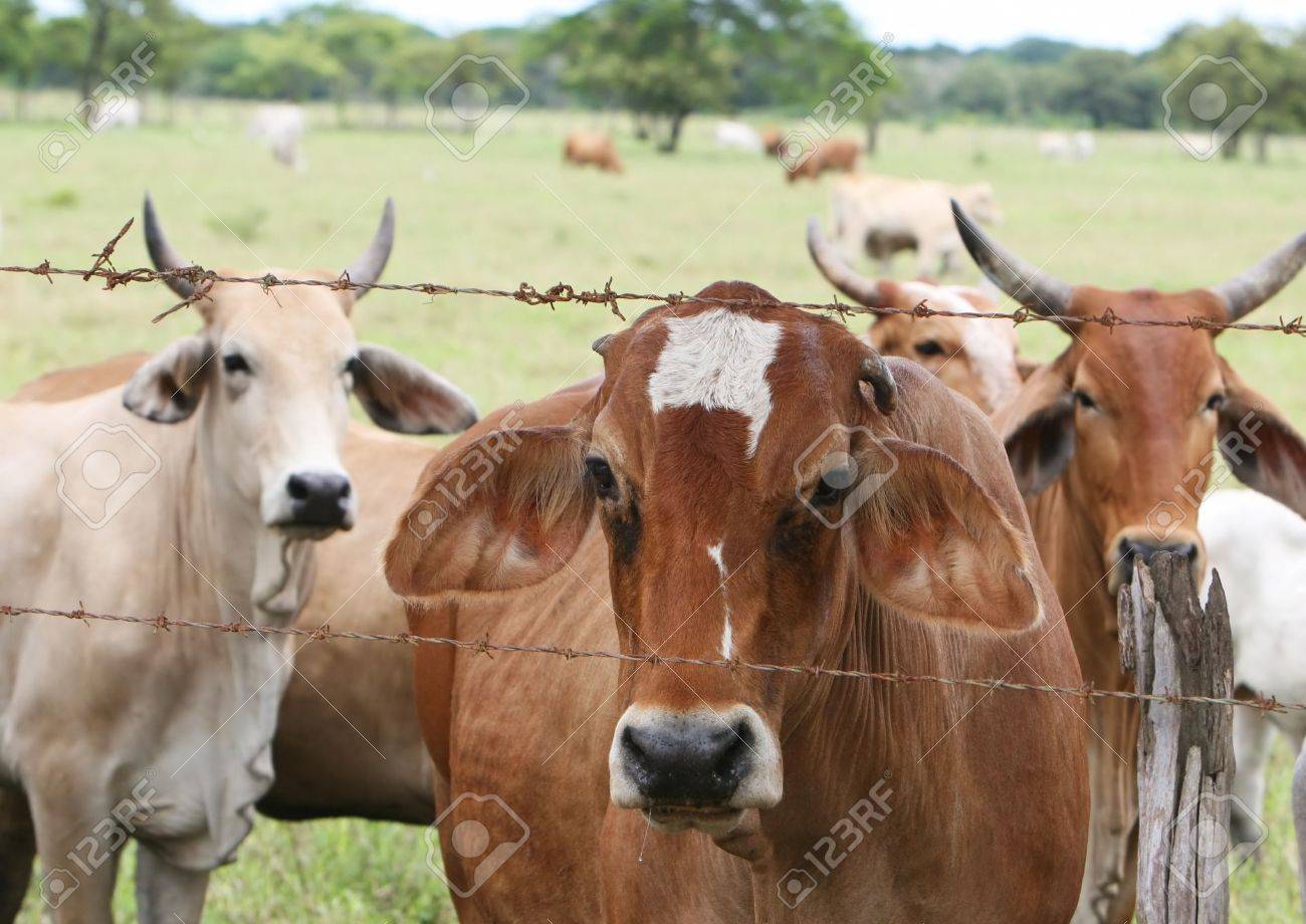 Barbed Wire Fence Cattle Barbed Wire Fence Cattle