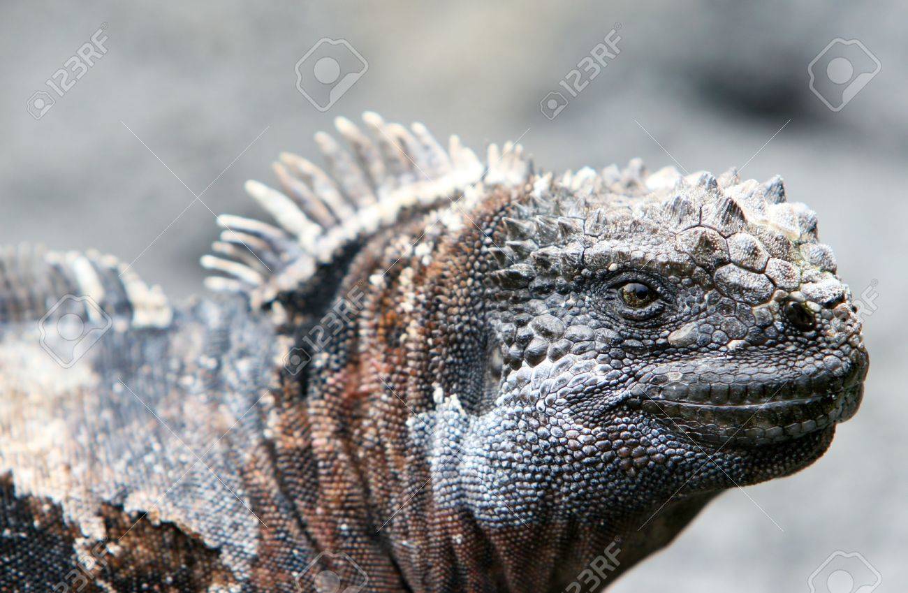 Close Up Galapagos Marine Iguana With Great Detail Of The Scales