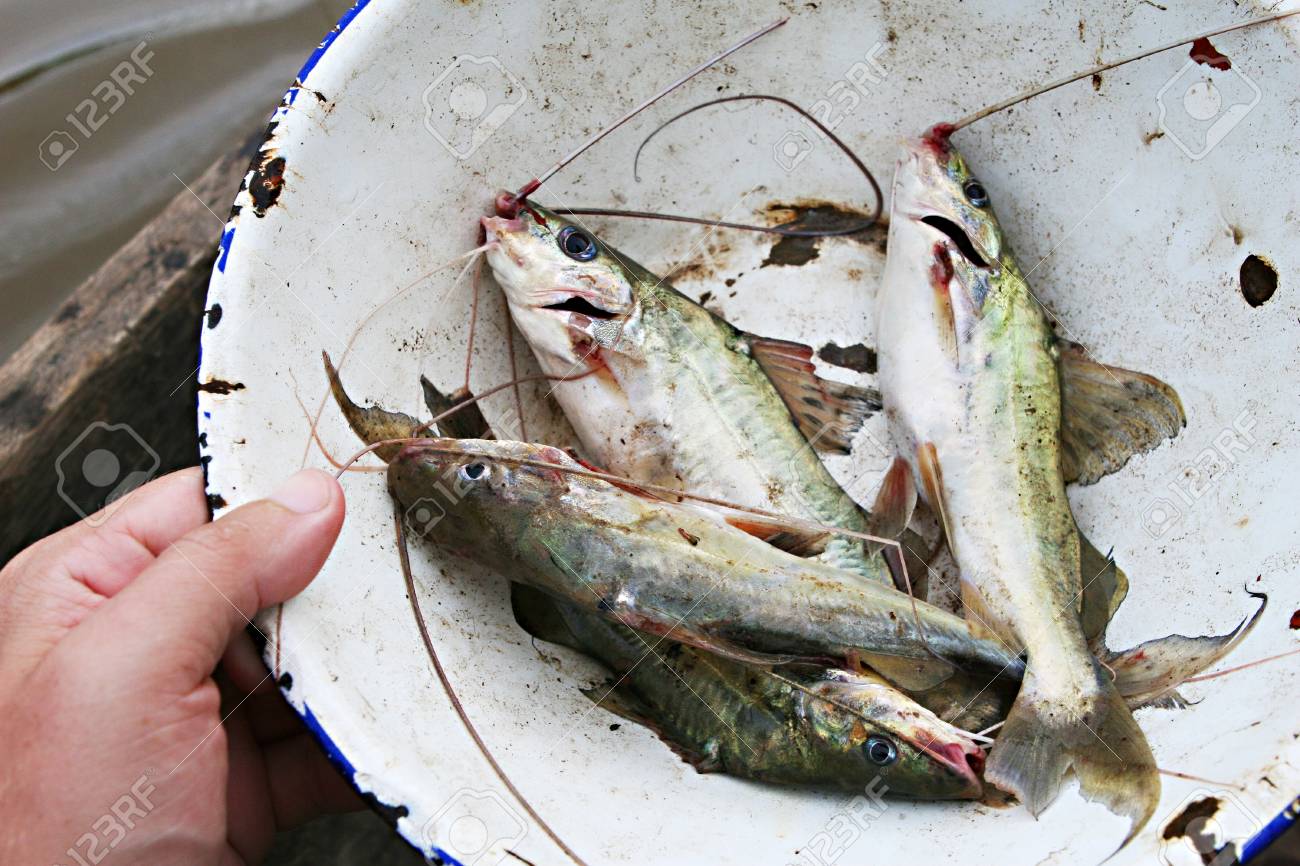 Pecheur Dans L Amazonie Tenant Un Bol De Poisson Chat Fraichement Peches Banque D Images Et Photos Libres De Droits Image