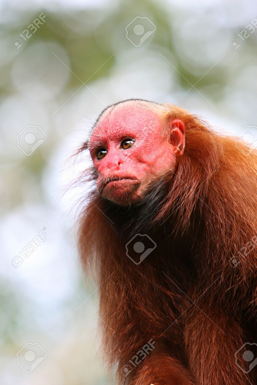 ハゲ Uakari ペルーで赤の顔猿 の写真素材 画像素材 Image
