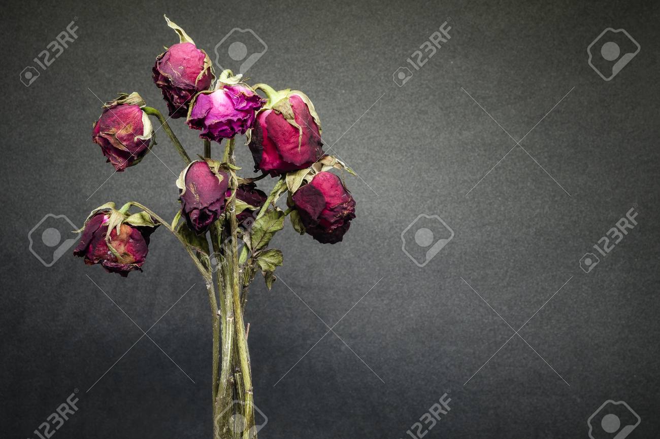 Роза Увядает, Не Влюбляется Фотография, картинки, изображения и  сток-фотография без роялти. Image 87487446