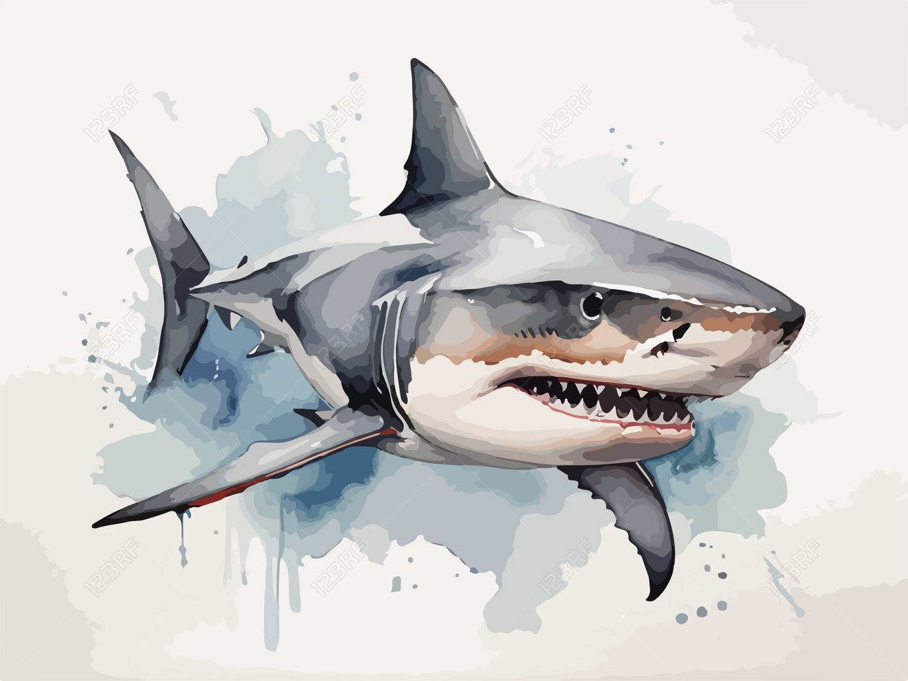 水彩画風のホオジロザメ。サメのベクトル図。のイラスト素材・ベクター