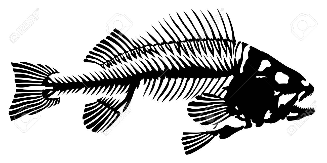 魚の骨格 のイラスト素材 ベクタ Image 魚の骨格 のイラスト素材 ベクタ Image