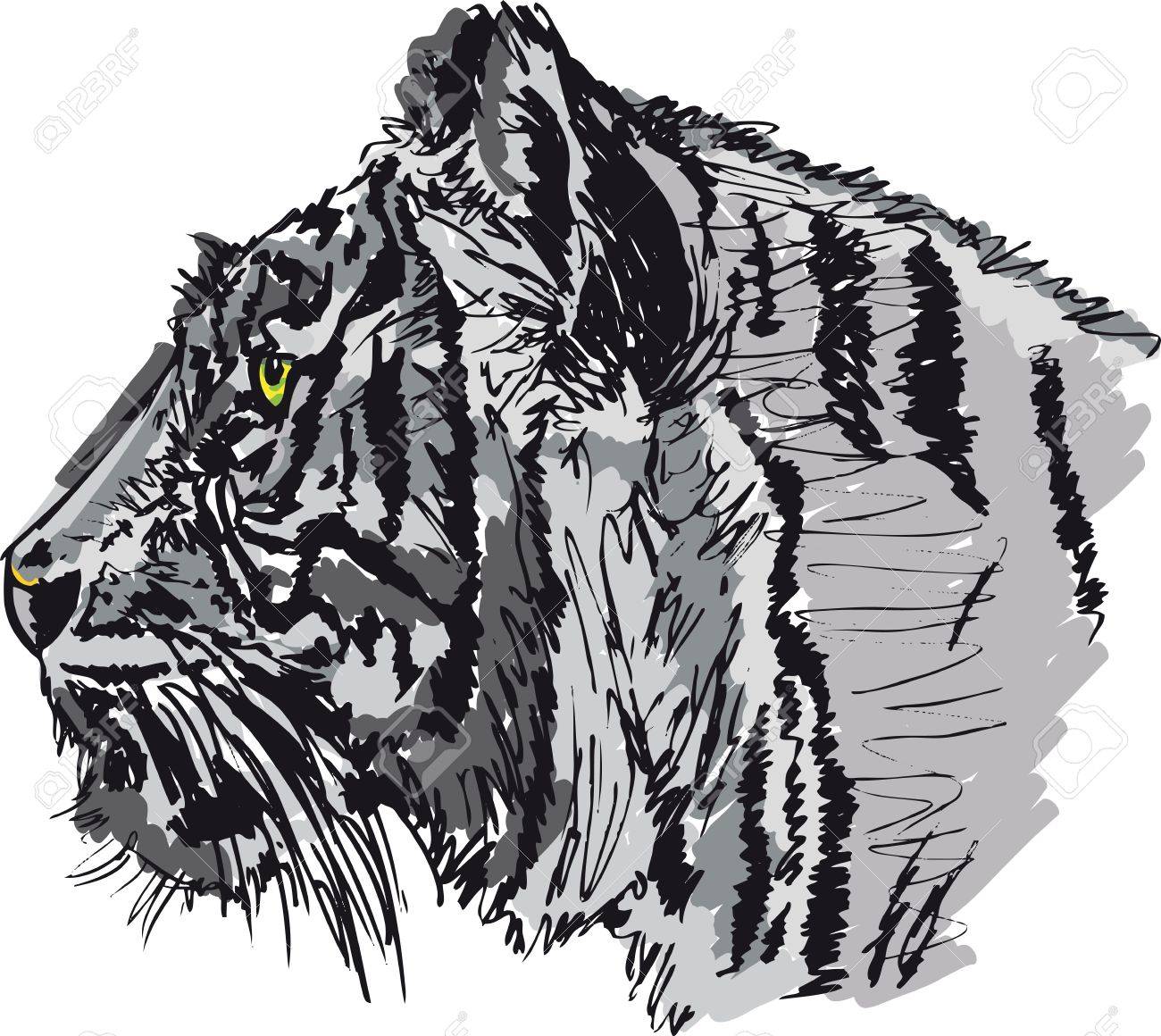 白虎のスケッチ ベクトル イラストのイラスト素材 ベクタ Image