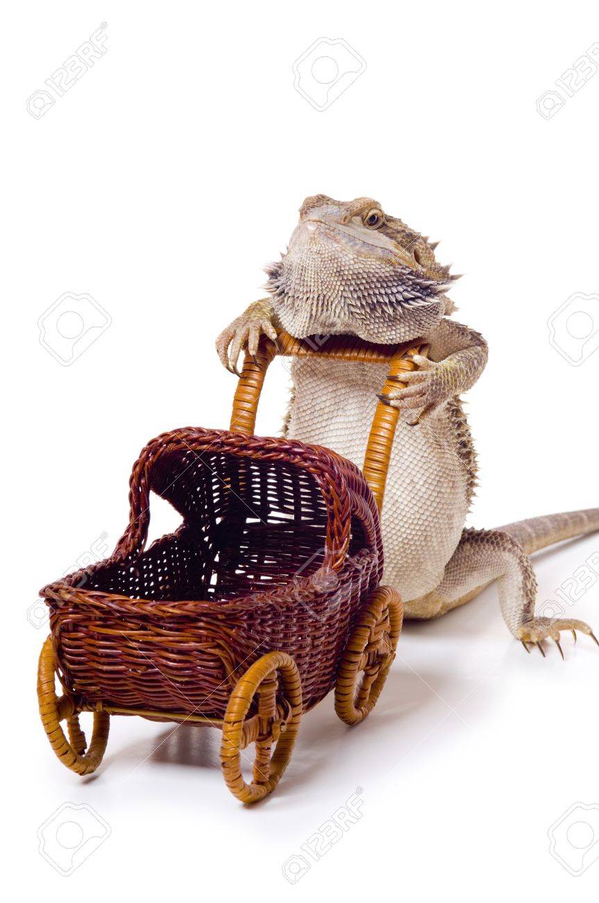 dragon baby stroller