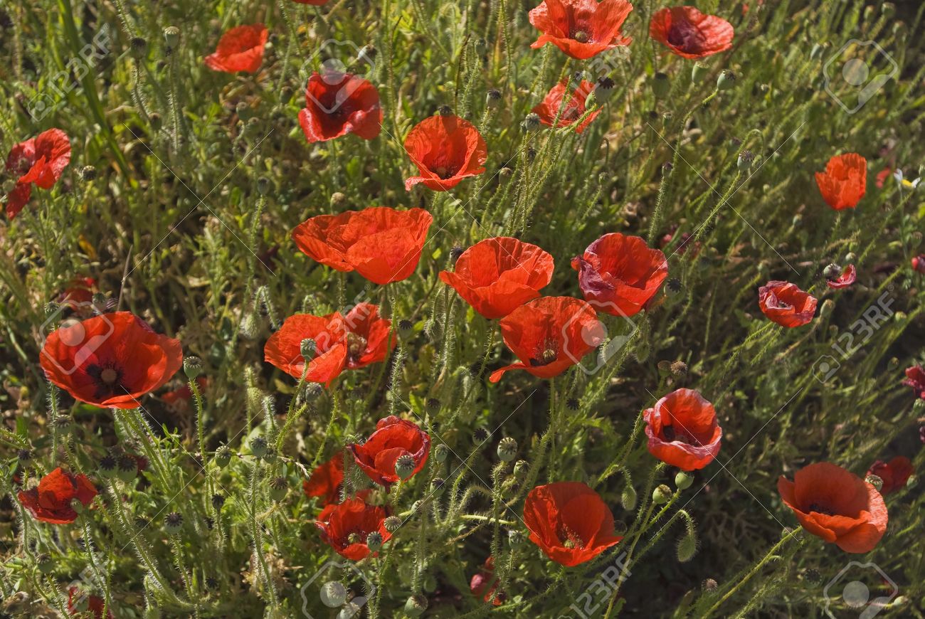 アンダルシア スペイン 春の花と赤いケシ の写真素材 画像素材 Image 7195382