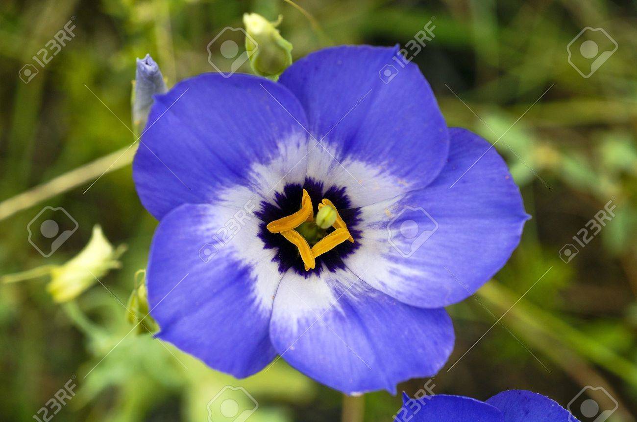 Texas Bluebell Flower Stock Photo, Picture And Royalty Free Image ...