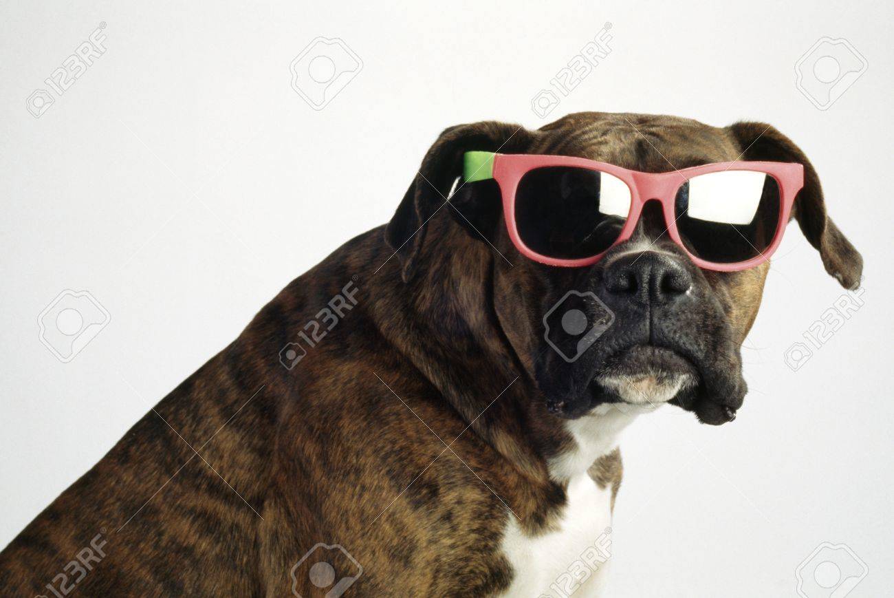 dog wearing sunglasses