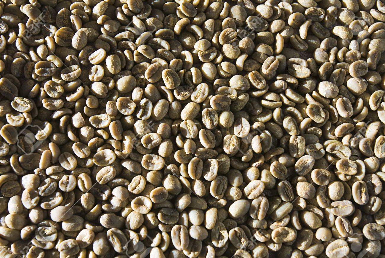 Unroasted Coffee Beans >> Green Unroasted Coffee Beans Unroasted Coffee Beans >> Green Unroasted Coffee Beans