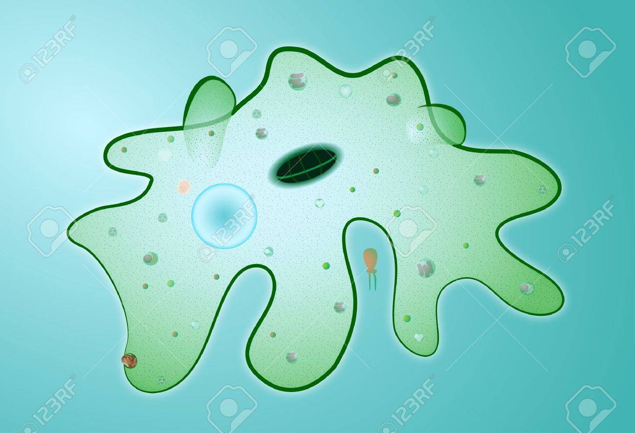 amoeba proteus microscopic organism microbe royalty free cliparts
