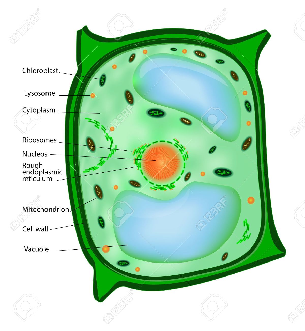 Plant Cell Structure Of A Vegetal Cell Royalty Free Cliparts - 1200x1300 - jpeg Mitochondria Of A Plant Cell
