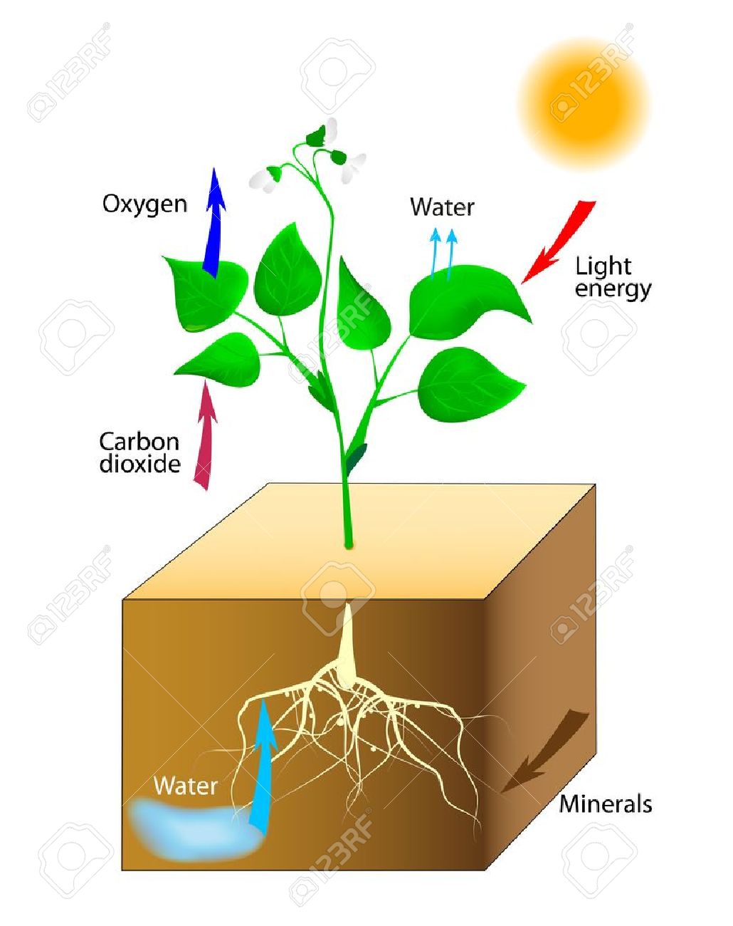 La Fotosíntesis Esquema Del Vector De La Fotosíntesis En Las Plantas Ilustraciones Svg, Vectoriales, Clip Art Vectorizado Libre De Derechos. Image 14965217. La Fotosíntesis Esquema Del Vector De La Fotosíntesis En Las Plantas Ilustraciones Svg, Vectoriales, Clip Art Vectorizado Libre De Derechos. Image 14965217.