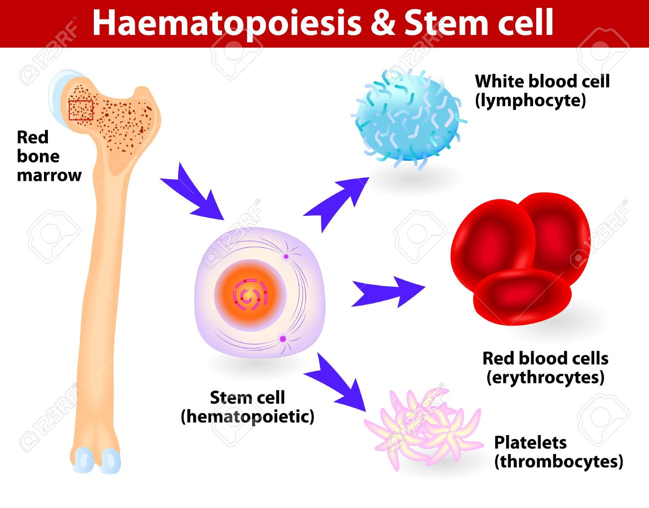 Haematopoietic Stem Cells That Give Rise To All The Blood ...