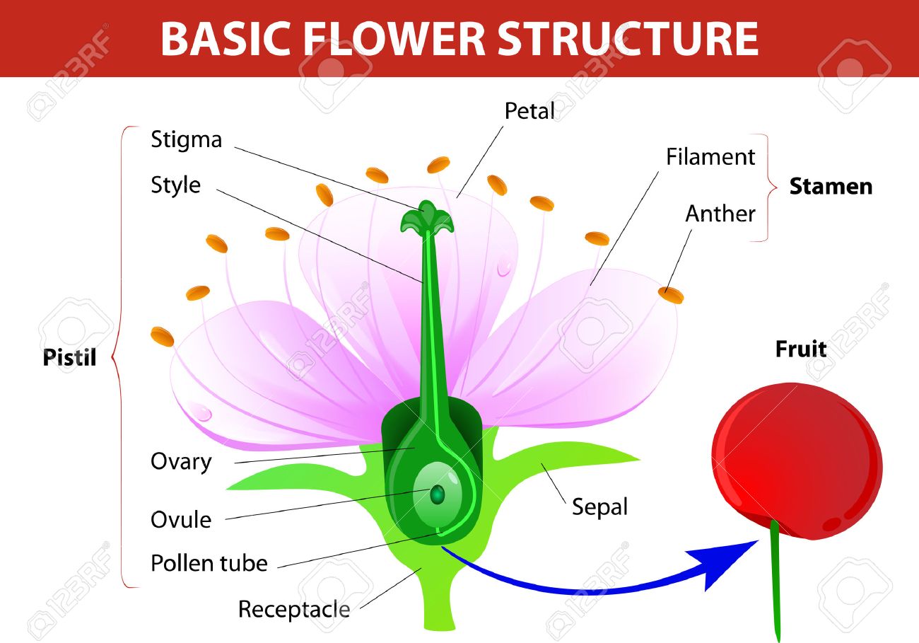 flower pollen diagram