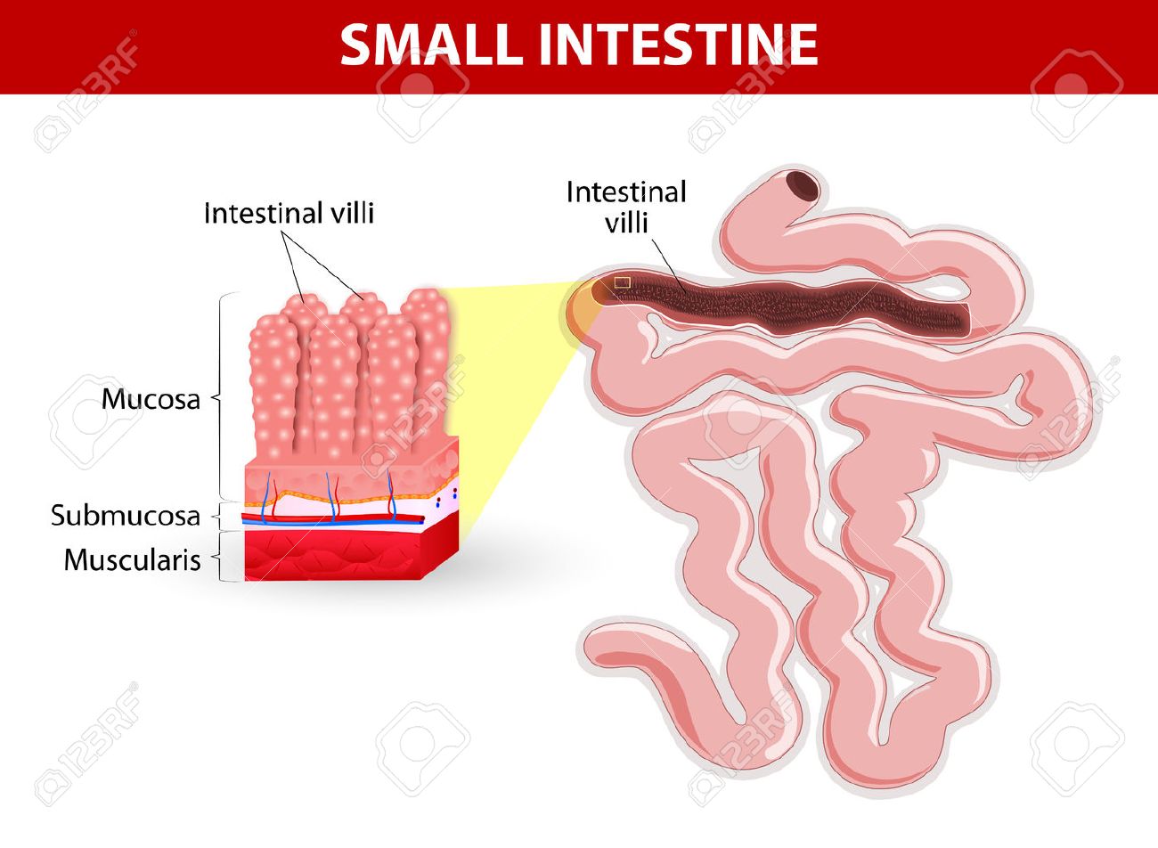 小腸の壁の解剖学その表面積を高める腸の内腔に絨毛 のイラスト素材 ベクタ Image