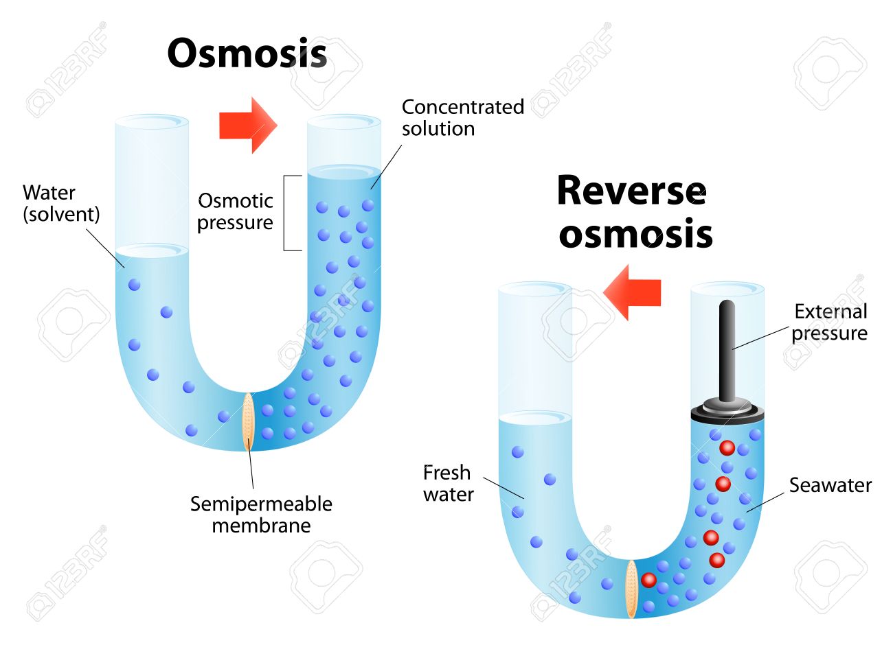 osmosis diffusion of fluid through a semipermeable membrane