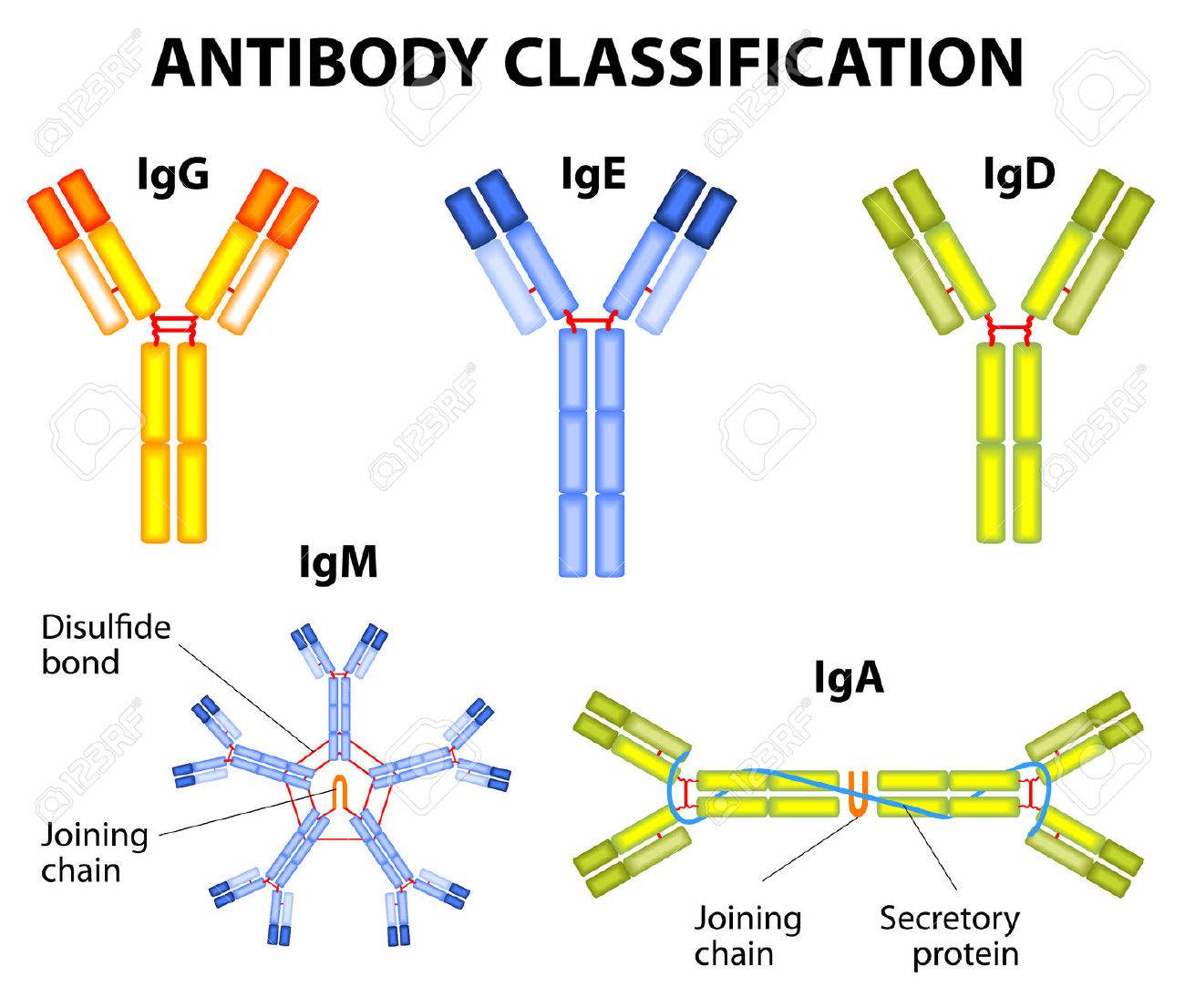 different types of immunoglobulins