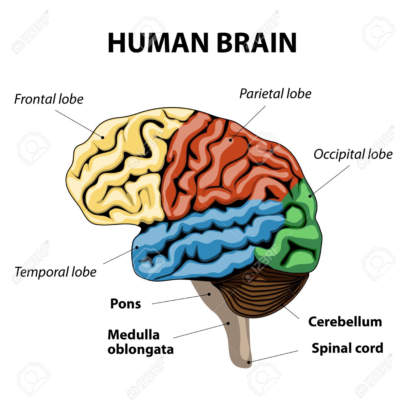 The of human pictures brain The of human pictures brain