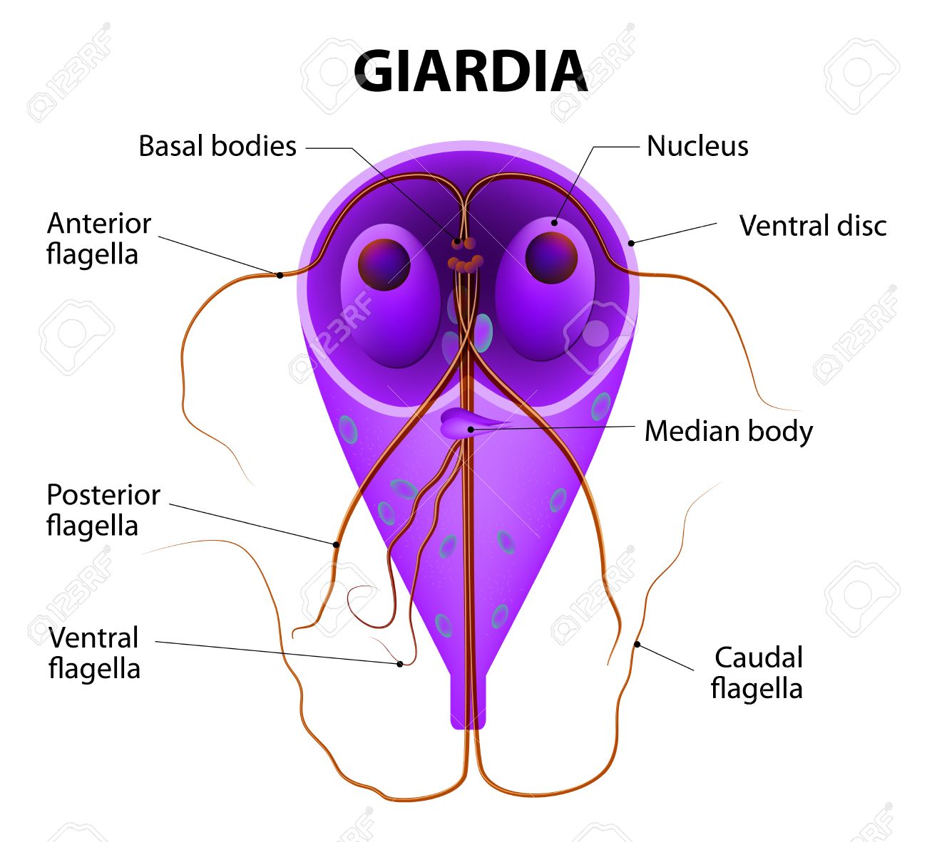 giardia protozoan parasite