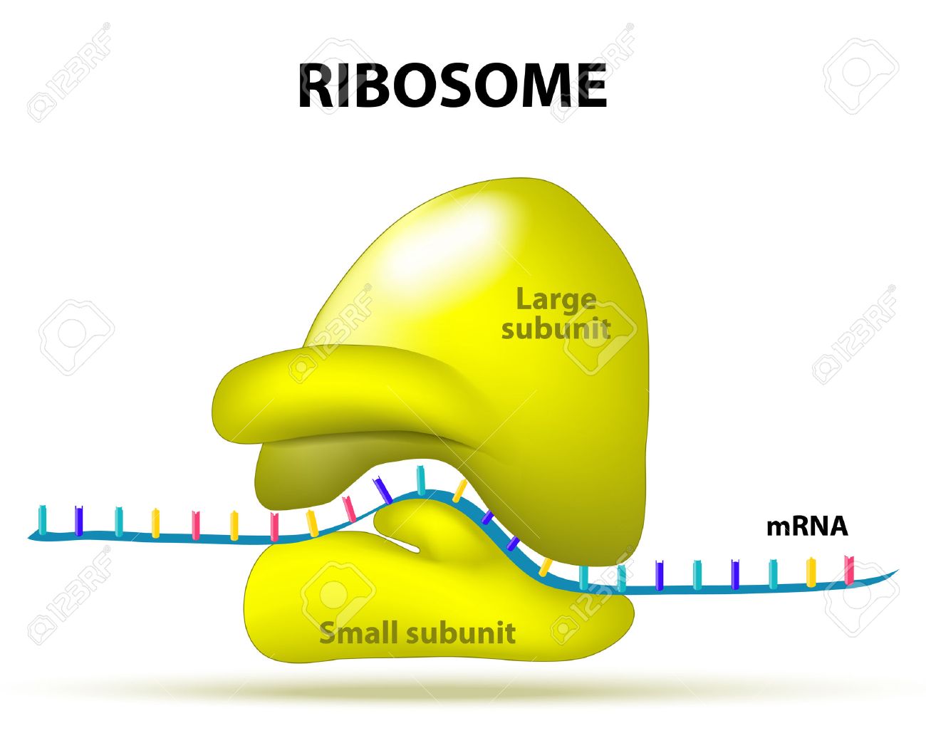 mrna structure