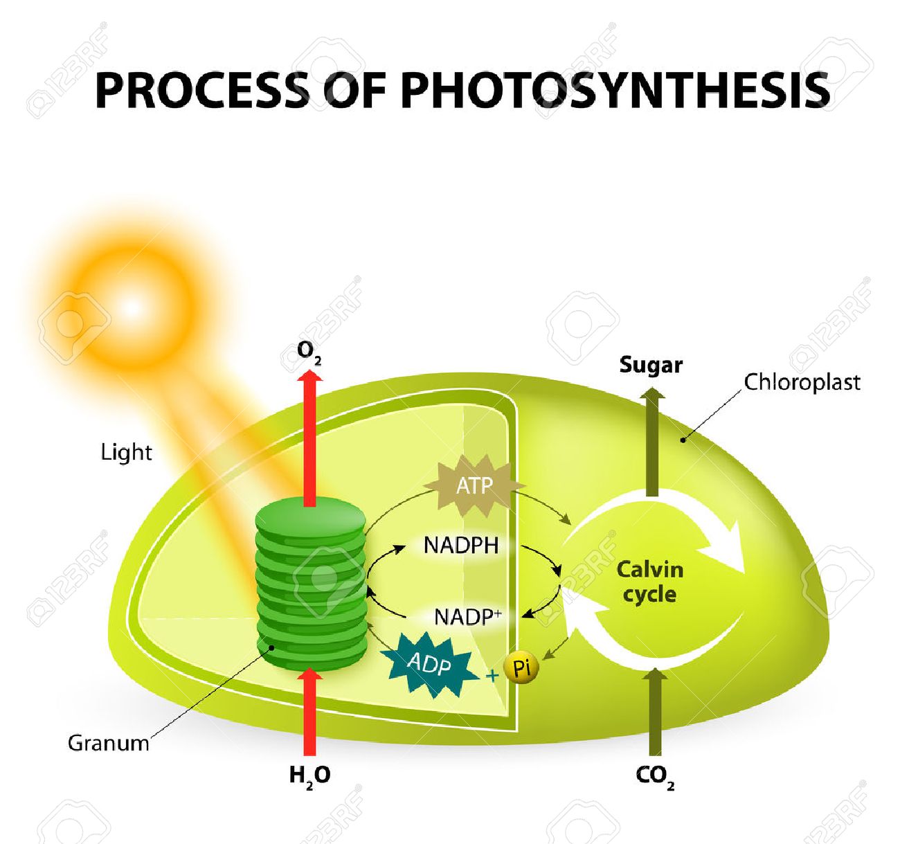 light cycle photosynthesis light cycle photosynthesis