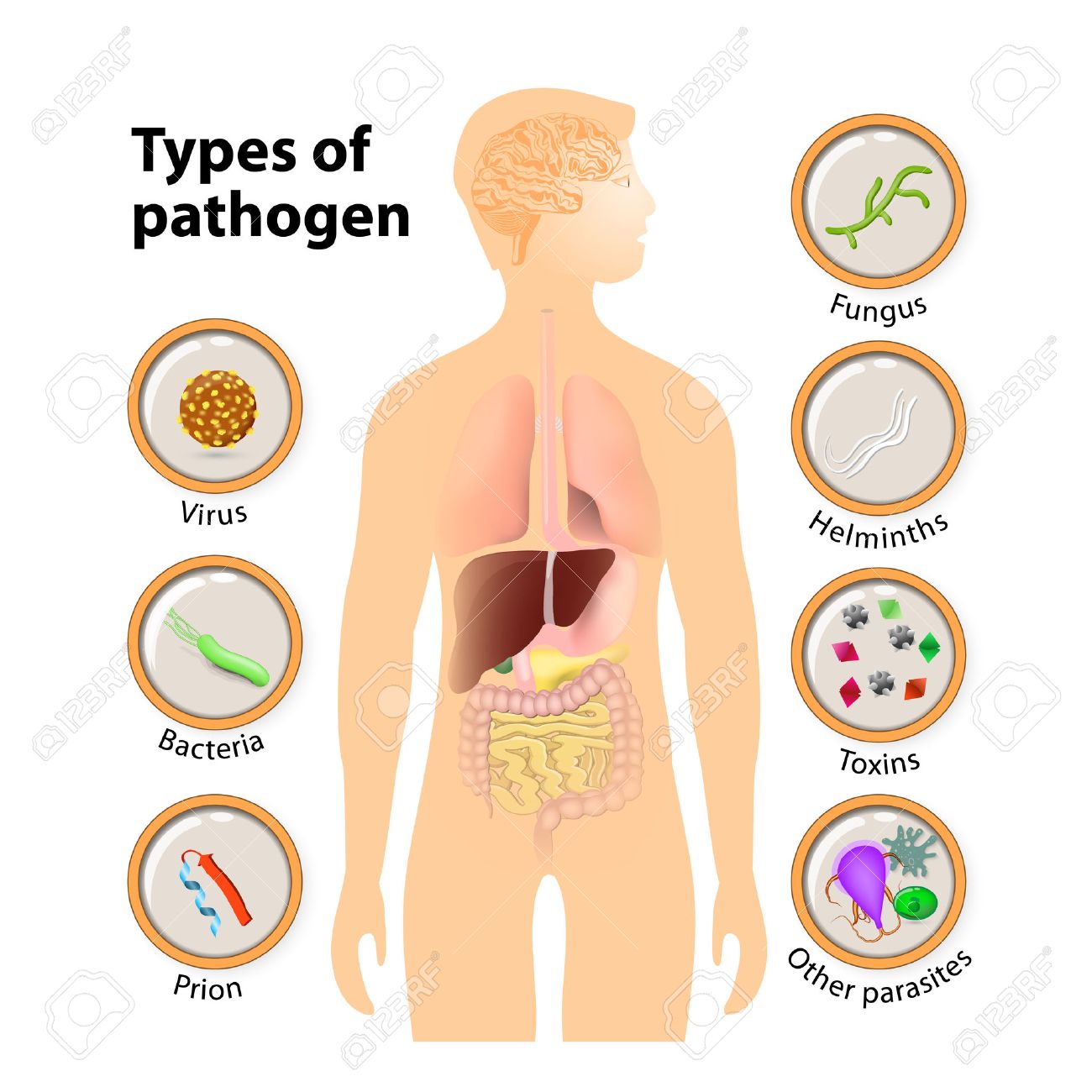 hongos bacterias parásitos virus son ejemplos de