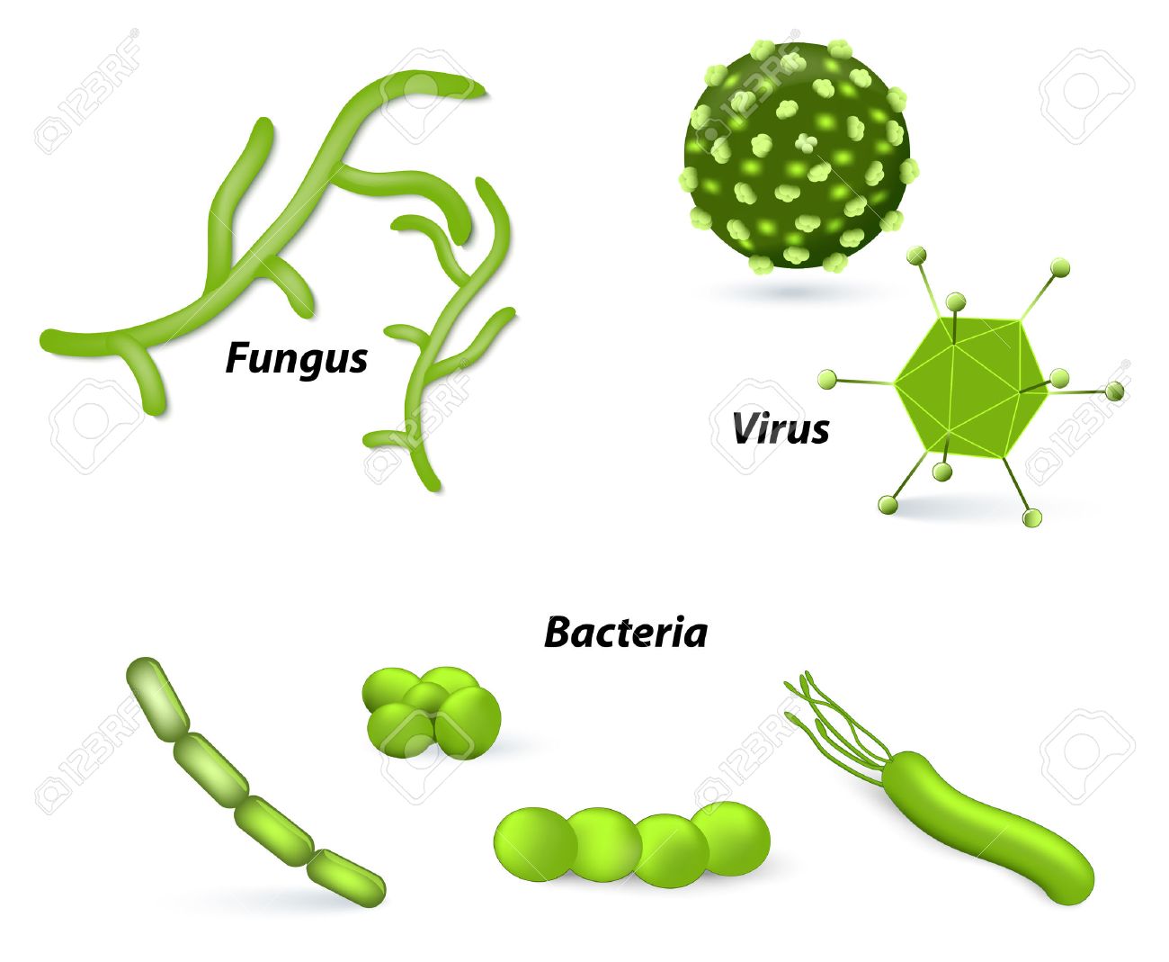 pathogen and microbes virus bacteria and fungi human disease
