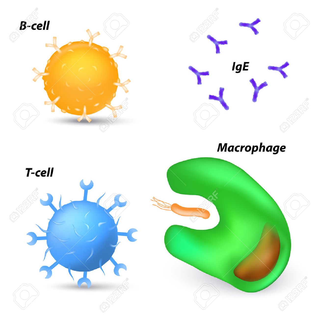 t cells and b cells