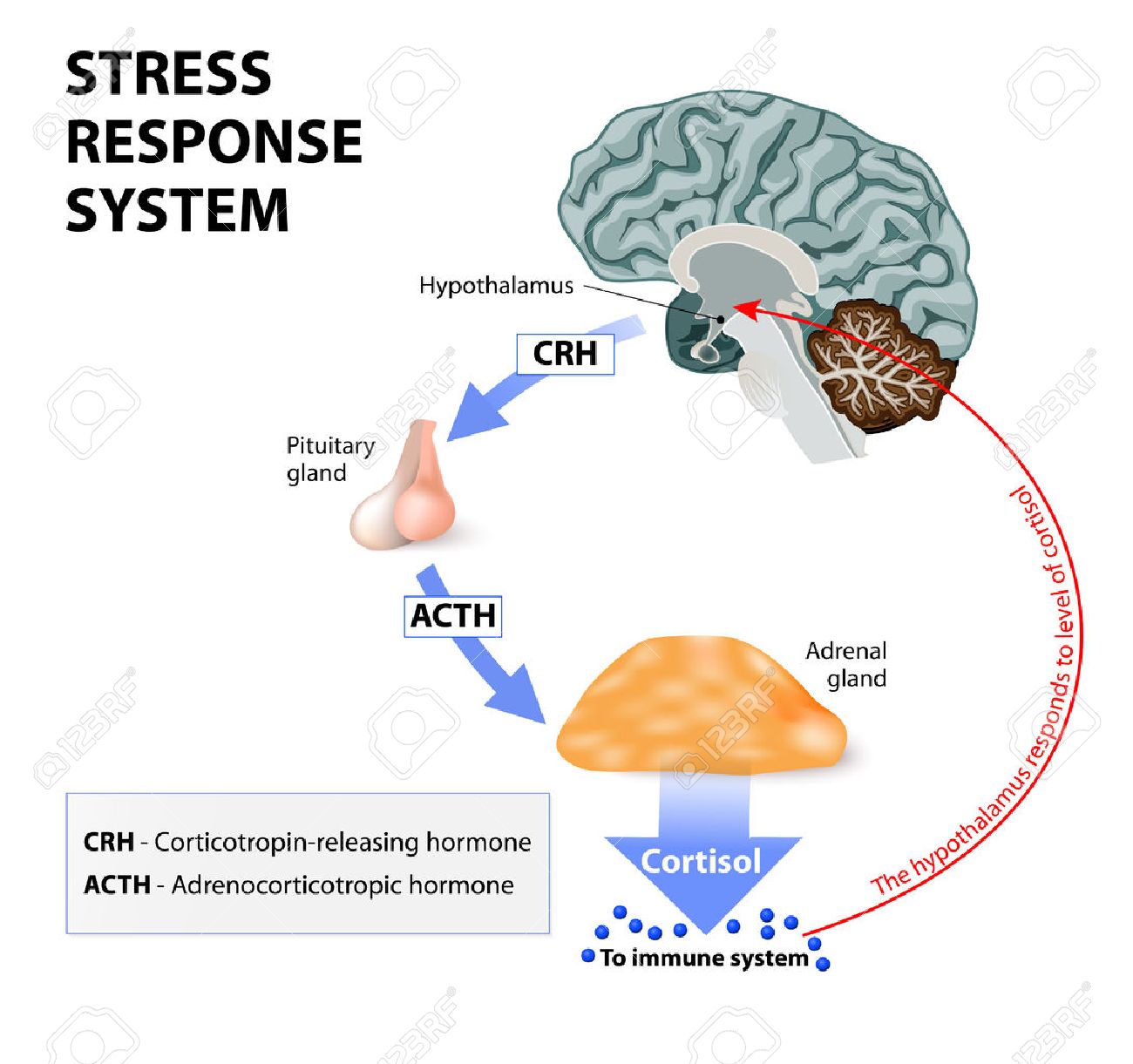Stress Response System Stress Is A Main Cause Of High Levels Of Cortisol Secretion Cortisol Is A Hormone Produced By The Adrenal Cortex Royalty Free Cliparts Vectors And Stock Illustration Image 44315542