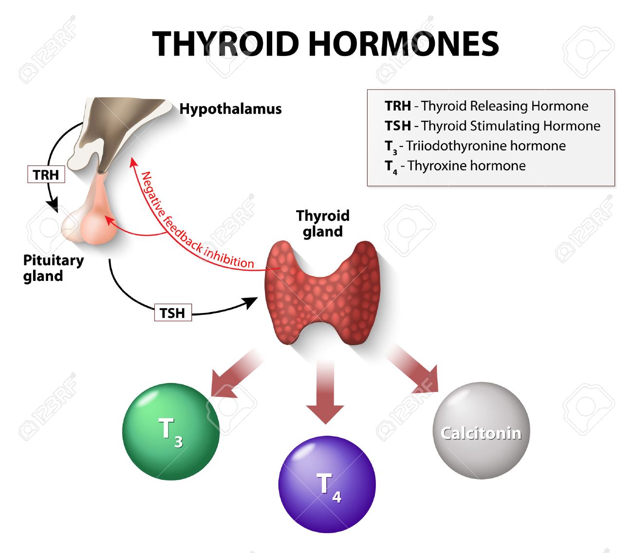 endocrine hormones