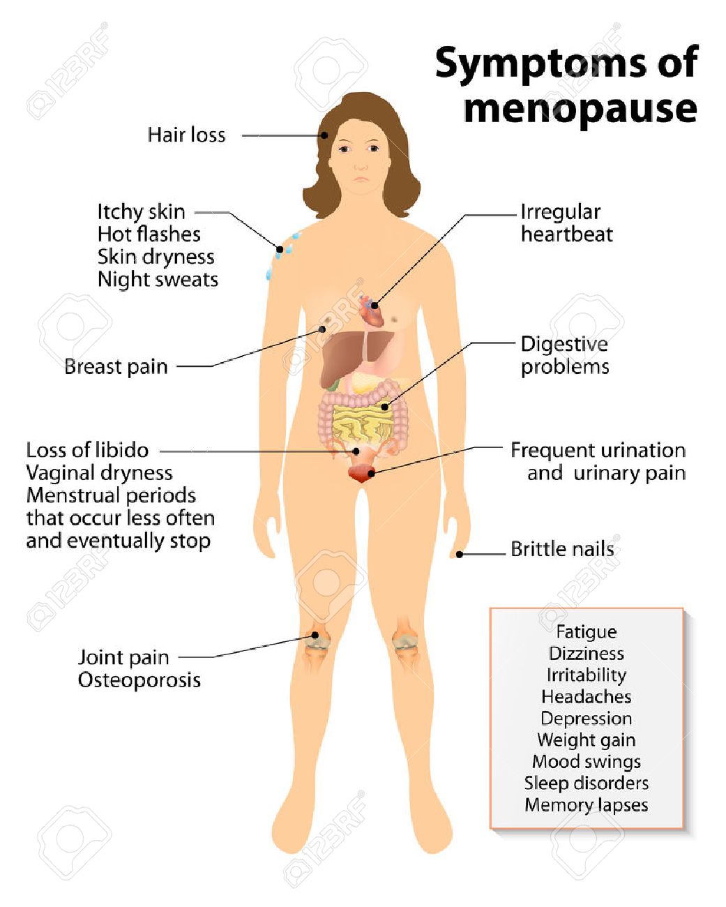 La Menopause Signes Et Symptomes Silhouette De Femme Avec Des Organes Internes Mis En Evidence Clip Art Libres De Droits Vecteurs Et Illustration Image 45228270