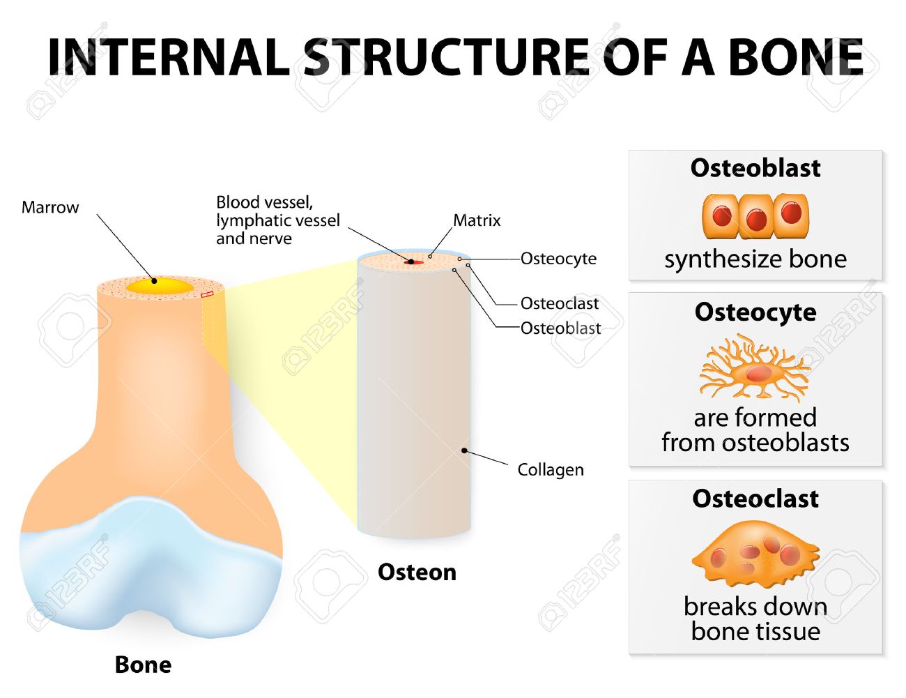 Internal structure of a bone. 3 types of cells are found within bone tissue: Osteoblasts, Osteocytes, and Osteoclasts - 47683419 Internal structure of a bone. 3 types of cells are found within bone tissue: Osteoblasts, Osteocytes, and Osteoclasts - 47683419