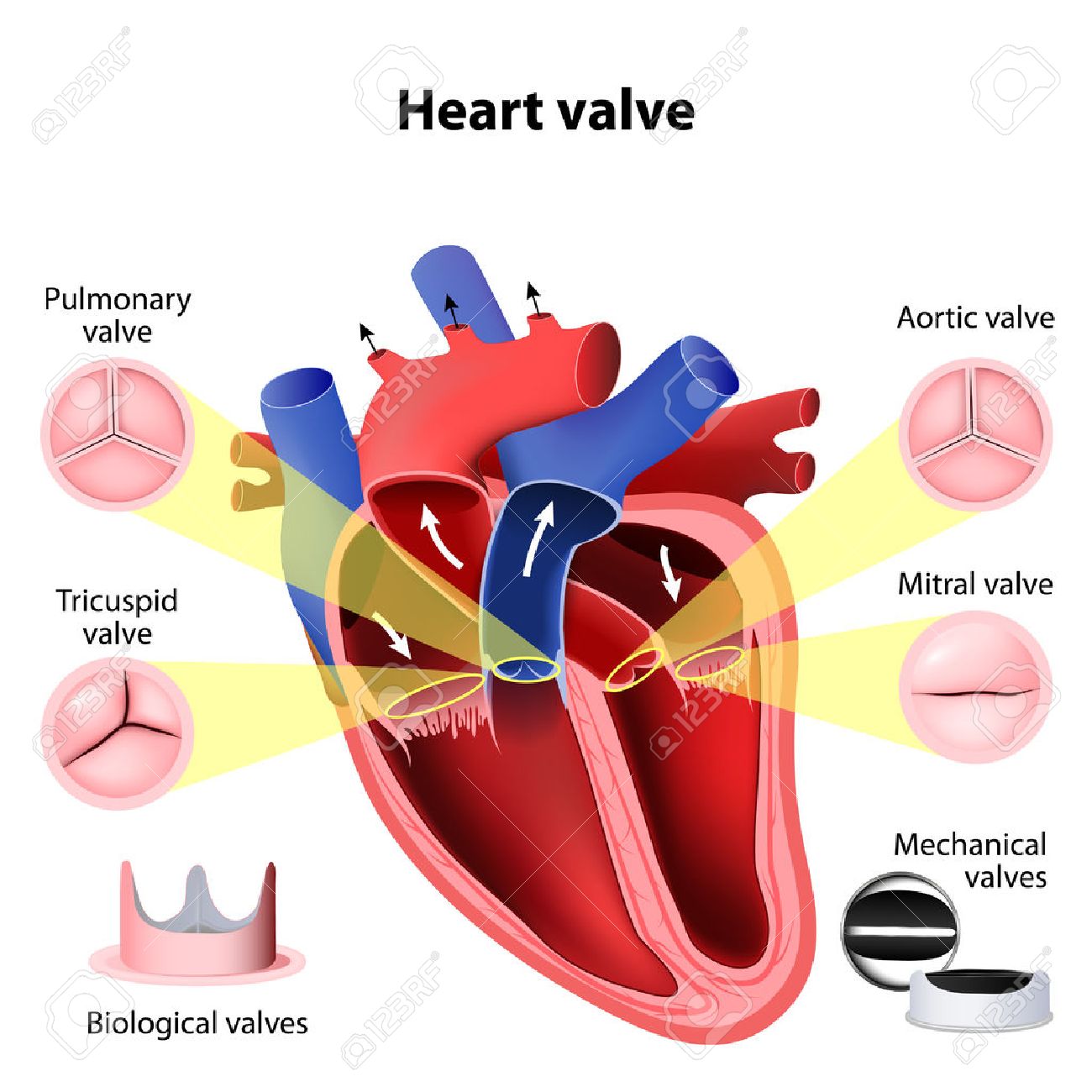 pulmonary veins