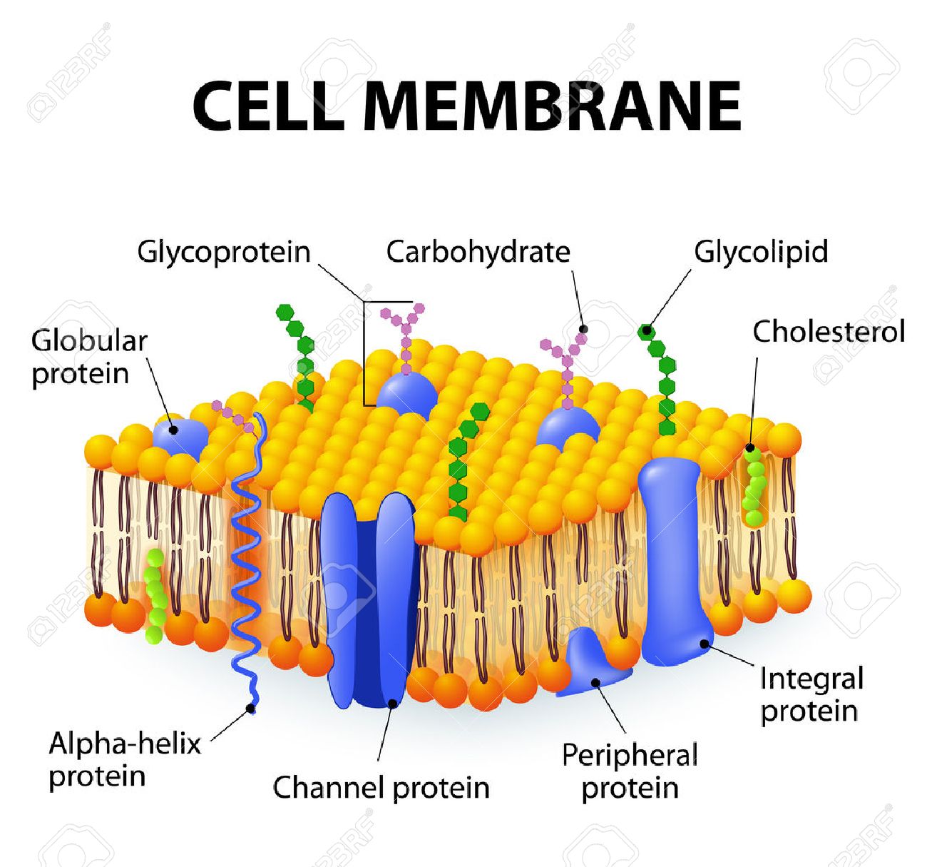 cell membrane a detailed