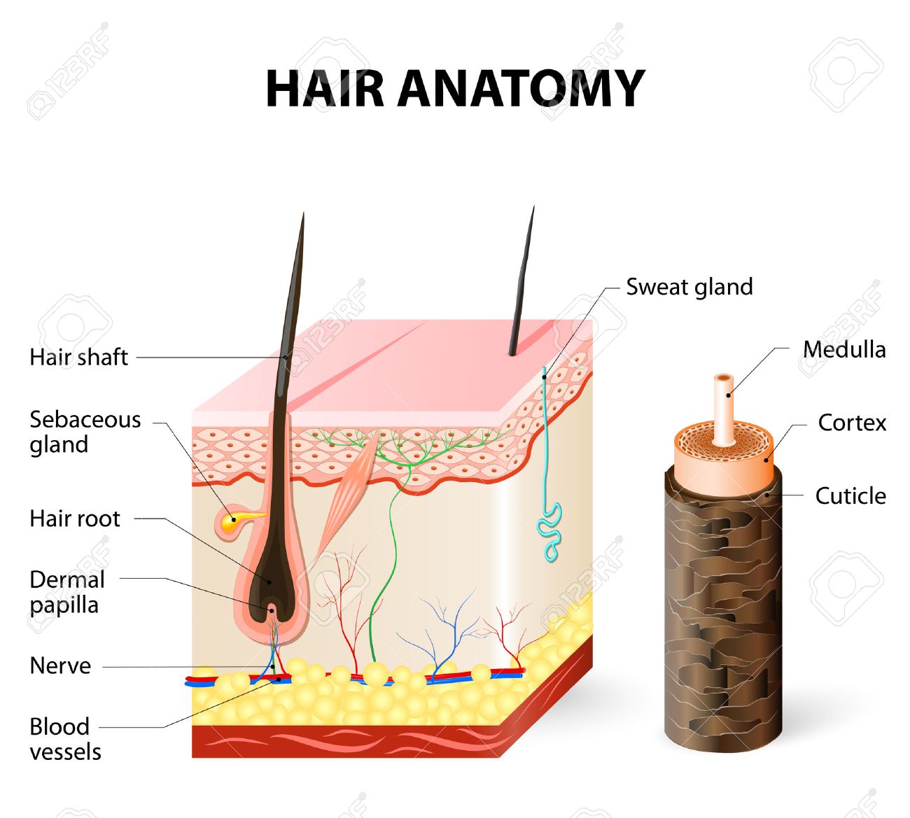 hair root